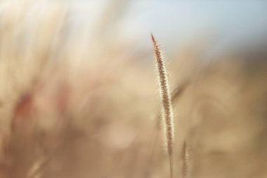 Yumuşak arka plandaki çimen tohumu başı rüya gibi sabah ışığında sığ alan ve fotokopi alanı derinliği, refah, sonbahar, sakin tasarım ve farkındalık markalaşması için doğal minimum arka plan.