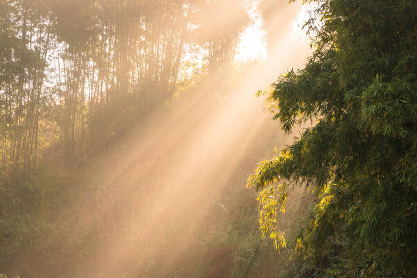 Солнечные лучи золотого восхода текут через туманный бамбуковый лес, создавая мягкие светлые лучи и спокойное настроение. Природный лесной фон с копировальным пространством для оздоровления, эко, медитации, туристических объявлений.