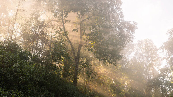 Golden sun rays stream through misty forest on a hillside, illuminating lush green trees and morning fog. Atmospheric woodland background with copy space for eco travel, wellness, meditation.