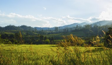 Teraslı pirinç alan.