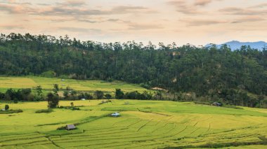 Teraslı pirinç alan.