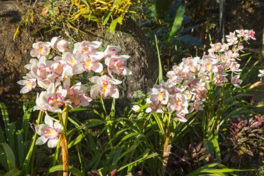 Cymbidium orkide bahçesinde çiçekler