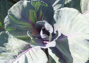 Taze hasat edilmiş lahana, bahçede genç mor lahana.