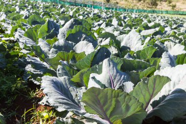Taze hasat edilmiş lahana, bahçede genç mor lahana.