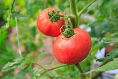 Ev yapımı kırmızı taze domates içinde A bahçe su damlası ile.
