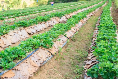 Bahçedeki çilekler