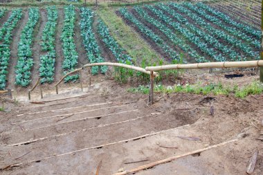 Phu küvet Bergh hill adlı, Tayland manzara. Lahana alanının güzel yer.