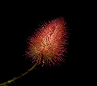 Siyah arka plan üzerine rambutan gibi görünüyor çiçek.