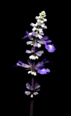 siyah arkaplanda mor çiçek