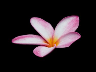 Tek Plumeria, Frangipani, Pagoda ağacı, siyah arka plan (Isolated ağaçta Tapınağı)