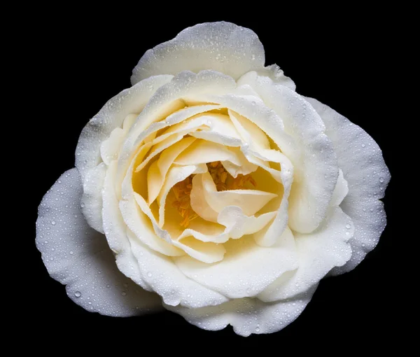 Primer plano de una rosa blanca sobre fondo negro . — Foto de Stock