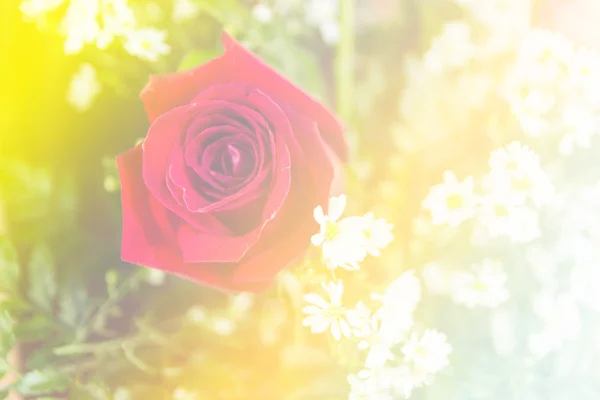 Flor de fantasía dulce abstracta con filtros de colores en enfoque suave — Foto de Stock