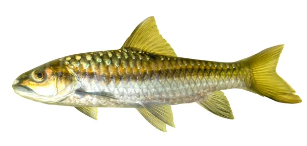 Mahseer Barb ou Neolissochilus stracheyi em Cyprinidae isolados — Fotografia de Stock