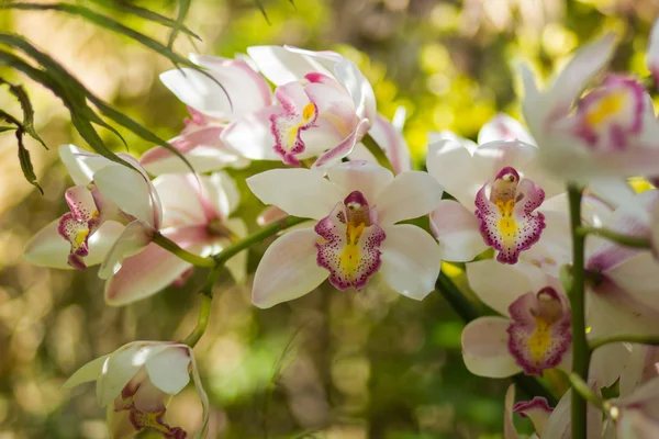 Fleurs d'orchidée de cymbidium dans le jardin — Photo