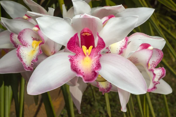 Fleurs d'orchidée de cymbidium dans le jardin — Photo