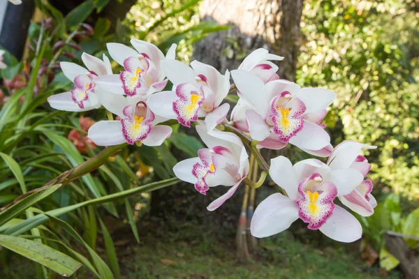 Blommor av cymbidium orkidén i trädgården — Stockfoto