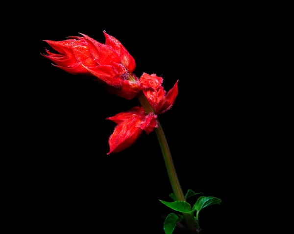 Nahaufnahme von roter Salvia splendens Blume auf schwarzem Hintergrund. — Stockfoto