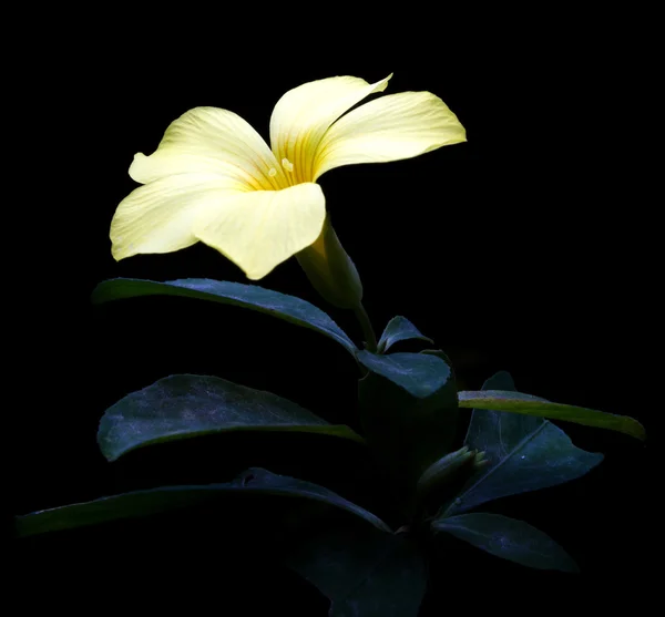 Капли воды добавляют прелесть золотой трубы цветок на черном фоне — стоковое фото
