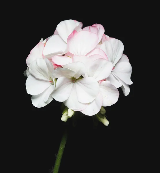 Różowe kwiaty bodziszka na białym tle. — Zdjęcie stockowe