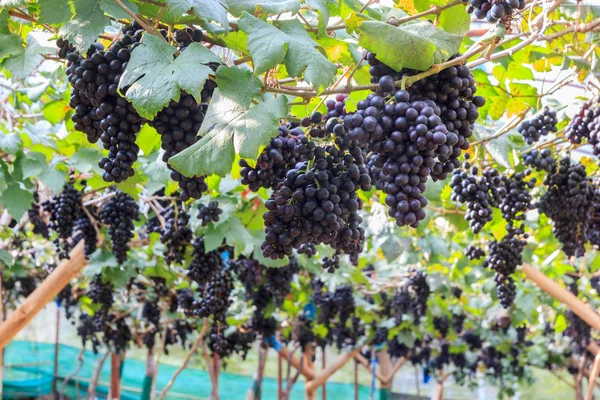 Black grapes in farm with blur background. — Stock Photo, Image