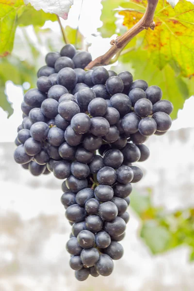Чорний виноград на фермі з розмитим фоном . — стокове фото