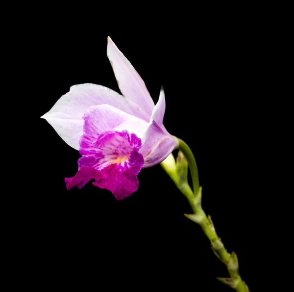 Doritis ground orkidé (Phalaenopsis Esmeralda) på svart bakgrund. — Stockfoto