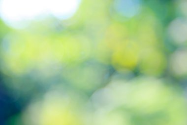 Güneşli soyut yeşil doğa arka planı, seçici odak.