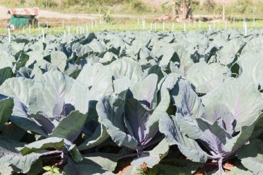 Taze hasat edilmiş lahana, bahçede genç mor lahana.