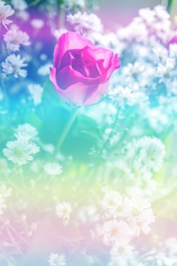 Yumuşak odak renkli filtrelerle tatlı fantezi çiçek soyut ve stil için arka plan bulanıklık