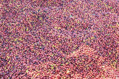 Kahve çekirdekleri ham saç ekimi