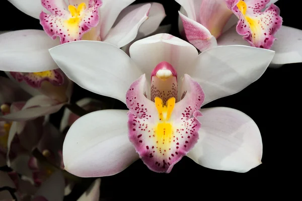 Belles fleurs blanches Cymbidium orchidée sur fond noir — Photo