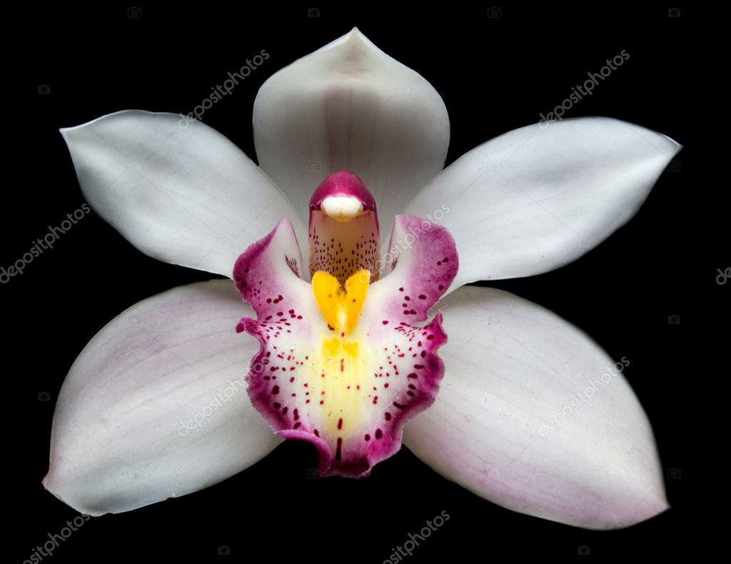Beautiful White Cymbidium Orchid Flowers Over Black Background Stock Photo Image By C Doidam10 Beautiful White Cymbidium Orchid Flowers Over Black Background Stock Photo Image By C Doidam10