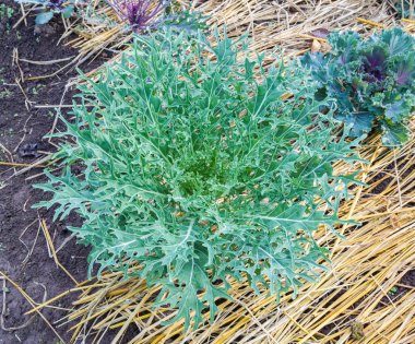 Lahana (brassica oleracea) bitki yaprakları