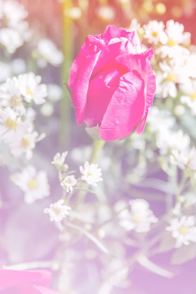 Flor de fantasia doce abstrato com filtros coloridos em foco suave e estilo borrão para fundo — Fotografia de Stock