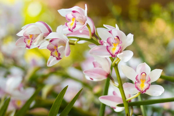 Belle orchidée blanche de fleur de cymbidium près dans le jardin . — Photo