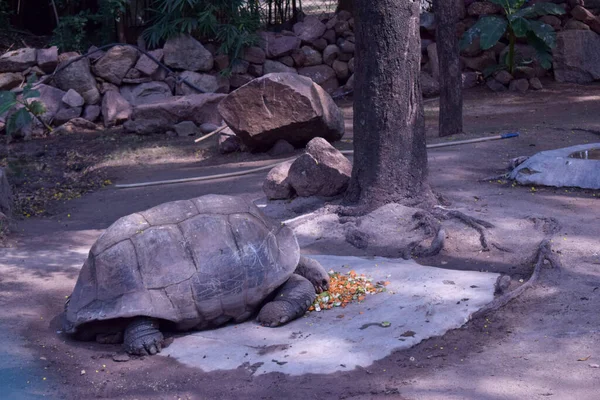 Galapagosjättiläiskilpikonna Iso Kilpikonna Wildlife Stock Valokuva Kuva — kuvapankkivalokuva