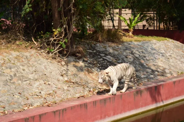 Animal Selvagem Grande Tigre Branco Parque Zoológico Imagem Stock — Fotografia de Stock