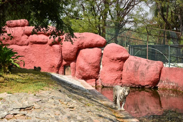 Animales Salvajes Tigre Blanco Grande Parque Zoológico Stock Imagen Fotografía — Foto de Stock