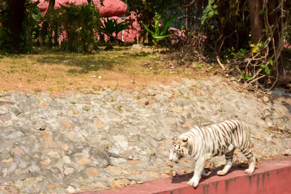 Animal Selvagem Grande Tigre Branco Parque Zoológico Imagem Stock — Fotografia de Stock