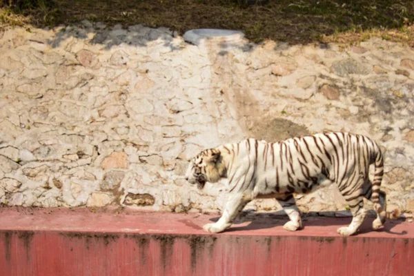 Animal Sauvage Grand Tigre Blanc Dans Parc Zoologique Stock Photograph — Photo