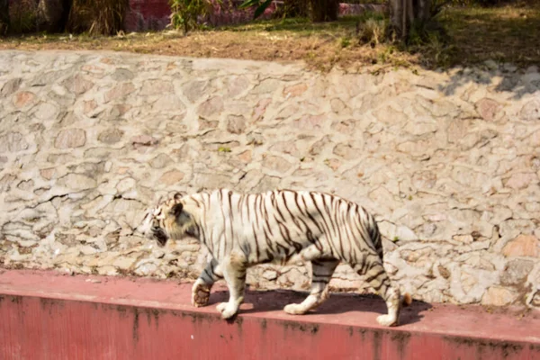 Animal Sauvage Grand Tigre Blanc Dans Parc Zoologique Stock Photograph — Photo