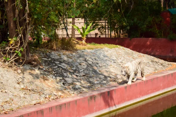 Wildtier Ein Großer Weißer Tiger Zoologischen Park Archivbild — Stockfoto