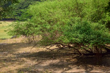 Göl ve ağaç zeminli yağmur ormanı. Yeşil yağmur ormanları ördek yosunlarıyla kaplı Gölet yüzeyi ve ağaçlar.