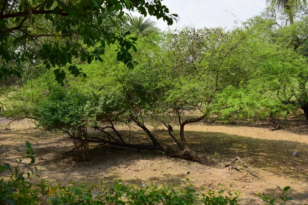 Regenwald Mit Teich Und Baumhintergrund Grüner Regenwald Dschungel Mit Wasserlinsen — Stockfoto