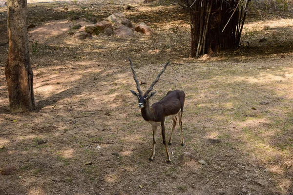 Stehender Hirsch Beim Fressen Dschungel Tierpark Archivbild — Stockfoto