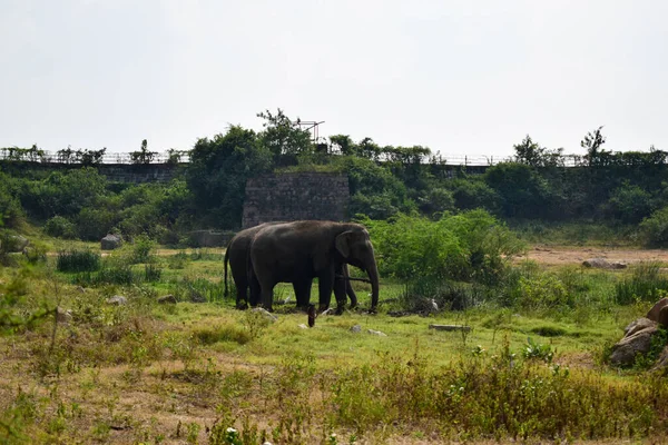 Éléphants Animaux Sauvages Dans Parc Zoologique Image Stock — Photo