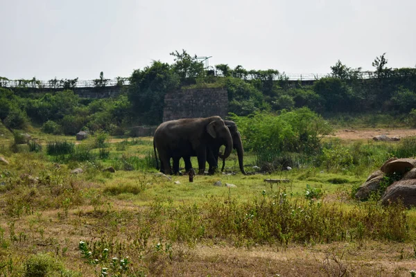 Éléphants Animaux Sauvages Dans Parc Zoologique Image Stock — Photo