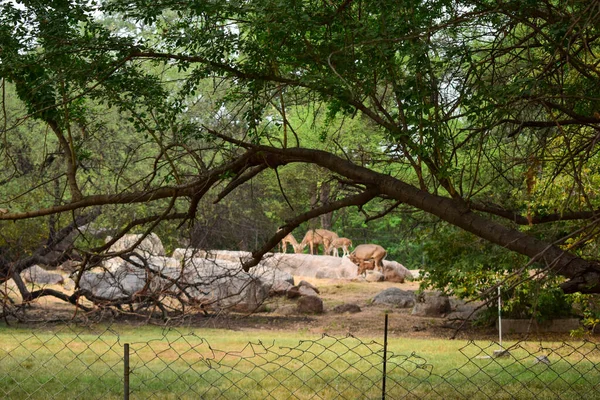 Alimentação Veados Selva Parque Zoológico Fotografia Stock Animais Selvagens — Fotografia de Stock