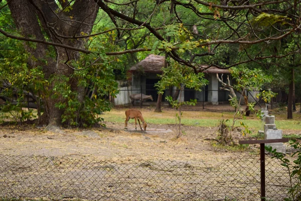 Nourriture Des Cerfs Dans Jungle Parc Zoologique Faune Image Stock — Photo