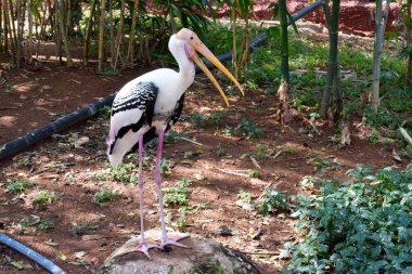 Büyük Sarı gagalı Leylek Kuşu Arkaplan Stok Fotoğrafı